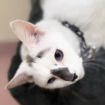 Ike -  Domestic Short Hair Cat for Adoption in Briarcliff Manor, New York - Ike | PetCurious
