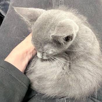 Flynn -  Russian Blue Cat for Adoption in Fort Lauderdale, Florida - Flynn | PetCurious