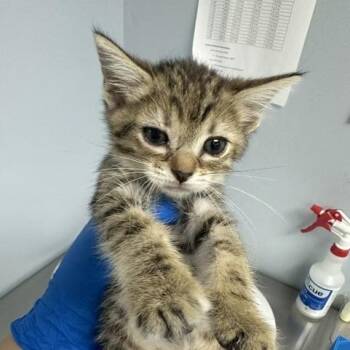 Daffodil -  Domestic Short Hair Cat for Adoption in Indianapolis, Indiana - Daffodil | PetCurious