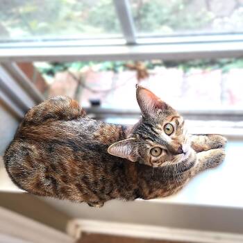 Princess Pineapple -  Domestic Short Hair Cat for Adoption in Allen, Texas - Princess Pineapple | PetCurious