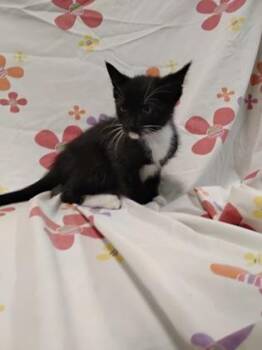 Rosie -  Domestic Short Hair Cat for Adoption in Gainesville, Florida - Rosie | PetCurious