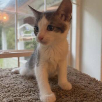 Penny -  Domestic Short Hair Cat for Adoption in Belfair, Washington - Penny | PetCurious