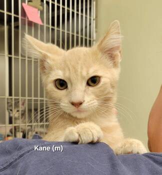 Kane -  Domestic Short Hair Cat for Adoption in Mazon, Illinois - Kane | PetCurious
