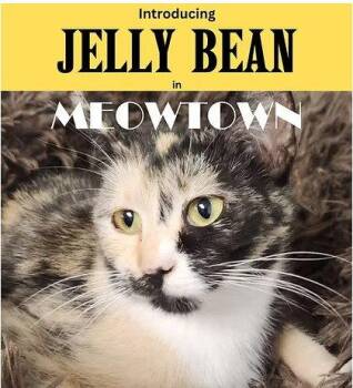 Jelly Bean -  Domestic Short Hair Cat for Adoption in Herndon, Virginia - Jelly Bean | PetCurious