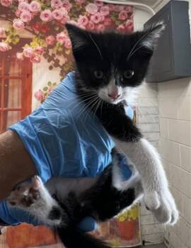 ADRIAN -  Domestic Short Hair Cat for Adoption in San Bernardino, California - ADRIAN | PetCurious