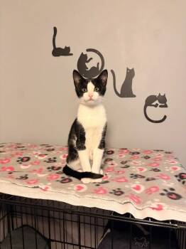 Spider -  Domestic Short Hair Cat for Adoption - Spider | PetCurious