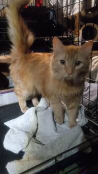 Domestic Long Hair Cats Available for Adoption - Reba | PetCurious