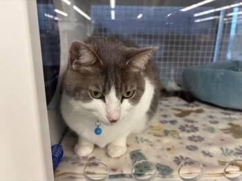 Ripley -  Domestic Short Hair Cat for Adoption in Gorham, Maine - Ripley | PetCurious