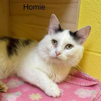 Homie -  Domestic Short Hair Cat for Adoption in Parkersburg, West Virginia - Homie | PetCurious
