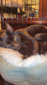 Rescue Domestic Short Hair Cats for Adoption in Edmond, Oklahoma - Ozzy | PetCurious