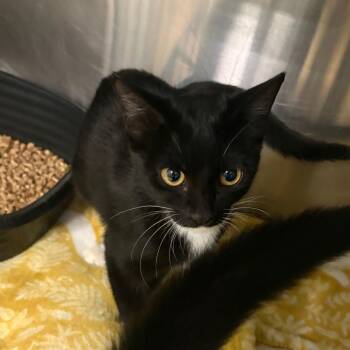 Medusa -  Domestic Short Hair Cat for Adoption in Lake Jackson, Texas - Medusa | PetCurious