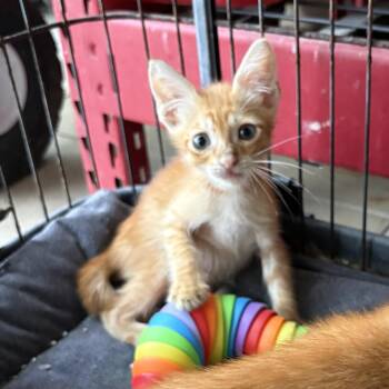 Achiote -  Domestic Short Hair Cat for Adoption in Aibonito, Aibonito - Achiote | PetCurious