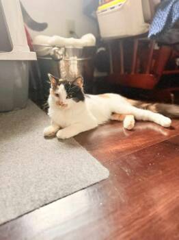 Rescue Calico Cats for Adoption in Santa Cruz, California - Patches | PetCurious