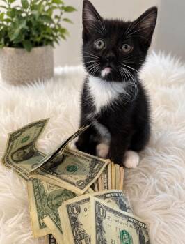 Logan -  Domestic Short Hair Cat for Adoption in Johnson City, Tennessee - Logan | PetCurious