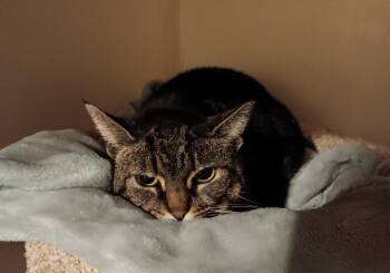 Domestic Short Hair Cats Available for Adoption - Cali | PetCurious