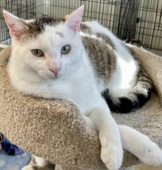 Domestic Short Hair Cats Available for Adoption in Lacon, Illinois - Skitter | PetCurious