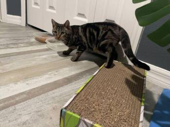 Pebbles -  Domestic Short Hair Cat for Adoption in St. Cloud, Florida - Pebbles | PetCurious