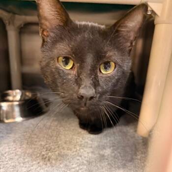 Bastian -  Domestic Short Hair Cat for Adoption in Indianapolis, Indiana - Bastian | PetCurious