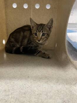 OAK -  Domestic Short Hair Cat for Adoption in Tallahassee, Florida - OAK | PetCurious
