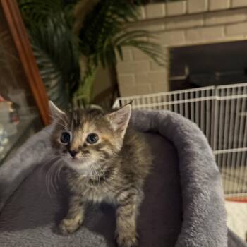 Aphrodite -  Domestic Short Hair and Tabby Cat for Adoption in Tracy, California - Aphrodite | PetCurious