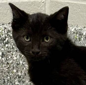 Marceline -  Domestic Short Hair Cat for Adoption in Jackson, Michigan - Marceline | PetCurious