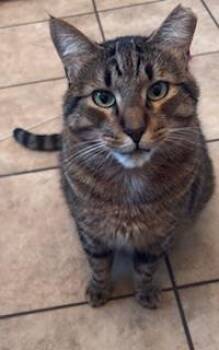 Chapo Pooh -  Tabby Cat for Adoption in Chandler, Arizona - Chapo Pooh | PetCurious