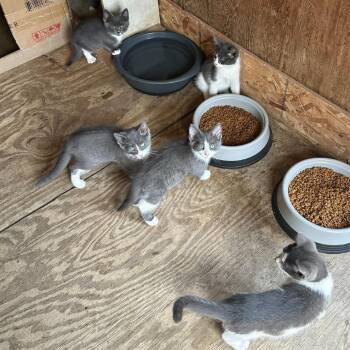 Sky C11433 -  Domestic Short Hair Cat for Adoption - Sky C11433 | PetCurious
