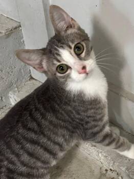 Princess De. -  Domestic Short Hair Cat for Adoption in West Peoria, Illinois - Princess De. | PetCurious