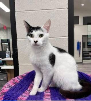 Naomi -  Domestic Medium Hair Cat for Adoption in Dalton, Georgia - Naomi | PetCurious