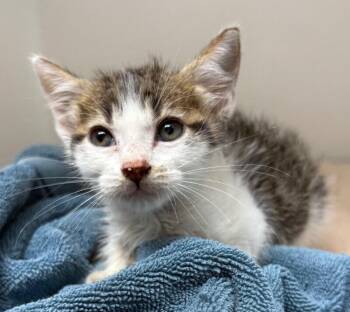 Dingo -  Domestic Short Hair Cat Available for Adoption in Park Row, Texas - Dingo | PetCurious