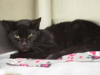 BUTTERFLY -  Domestic Short Hair Cat for Adoption in Phoenix, Arizona - BUTTERFLY | PetCurious