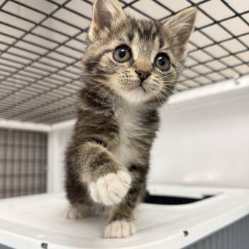 Thyme -  Domestic Short Hair Cat for Adoption in Oconto, Wisconsin - Thyme | PetCurious