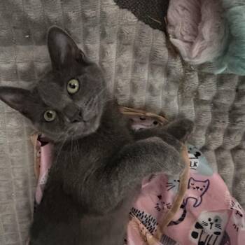 Rescue Tabby Cats for Adoption in Rio Linda, California - Laila | PetCurious