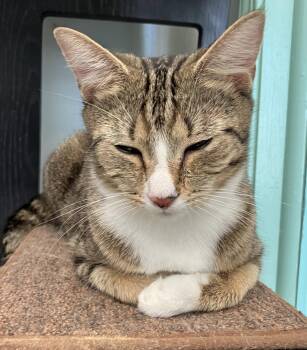 Arbor -  Tabby and Domestic Short Hair Cat for Adoption in Dublin, Ohio - Arbor | PetCurious