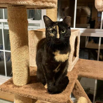 Rescue Domestic Short Hair Cats for Adoption in Candler, North Carolina - LG | PetCurious