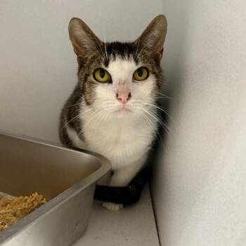 Domestic Short Hair Cats Available for Adoption in New York, New York - Tax Evasion | PetCurious