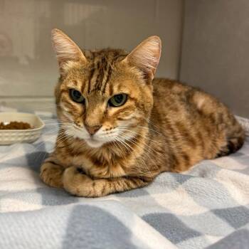 Spice -  Domestic Short Hair Cat for Adoption in Fairport, New York - Spice | PetCurious
