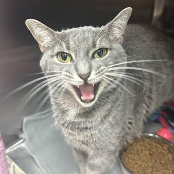 Domestic Short Hair Cats Available for Adoption in Lakeland, Florida - Junebug | PetCurious