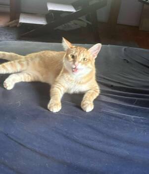 Rescue Domestic Short Hair Cats for Adoption in Chisholm, Minnesota - Sunny | PetCurious