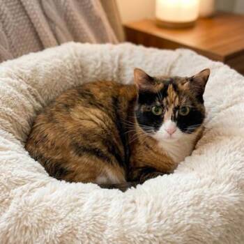 Zelda -  Domestic Short Hair Cat for Adoption in Wilkesboro, North Carolina - Zelda | PetCurious