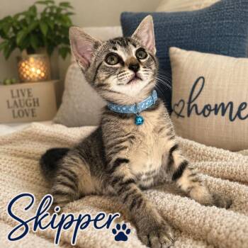 Skipper -  American Shorthair Cat for Adoption in Inman, South Carolina - Skipper | PetCurious