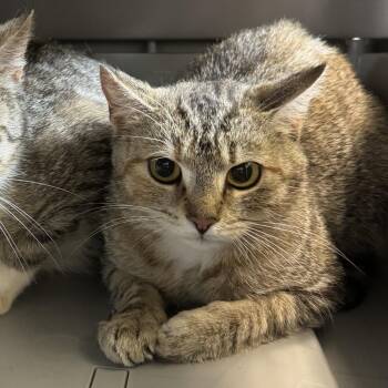 Domestic Short Hair Cats Available for Adoption in Lynchburg, Virginia - Koda | PetCurious