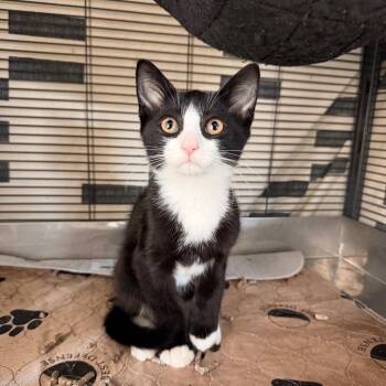 Apollo -  Domestic Short Hair Cat for Adoption in Wantagh, New York - Apollo | PetCurious