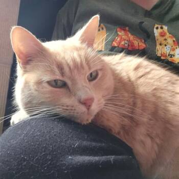 Domestic Short Hair Cats Available for Adoption - Milo | PetCurious