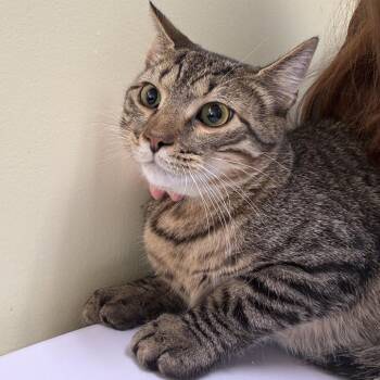 Beaver (Bonded w/ Wally) -  Domestic Short Hair Cat for Adoption in Wilmington, Delaware - Beaver (Bonded W/ Wally) | PetCurious