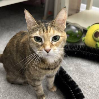 Cypress -  Domestic Short Hair Cat for Adoption in Andover, Connecticut - Cypress | PetCurious