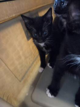 Ivan -  Domestic Short Hair Cat for Adoption in Bossier City, Louisiana - Ivan | PetCurious