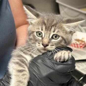 Matcha -  Domestic Short Hair Cat for Adoption in Ojai, California - Matcha | PetCurious
