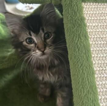 Domestic Medium Hair Cats Available for Adoption - Hazelnut | PetCurious