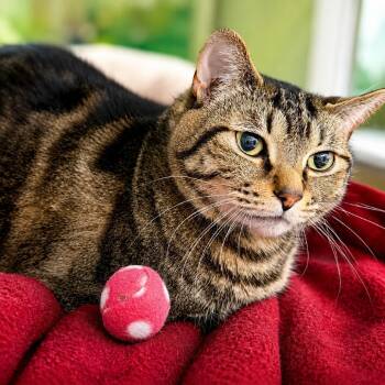 Georgia -  Domestic Short Hair Cat for Adoption in Hopkinton, Massachusetts - Georgia | PetCurious